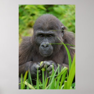 Flüchtige Blick-a-Boo mit Baby Gorilla Poster