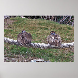 Flüchtige Blick-a-boo Pelicans Poster