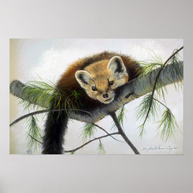 Flüchtige Blick-a-boo, Pine Marten Poster (Vorne)