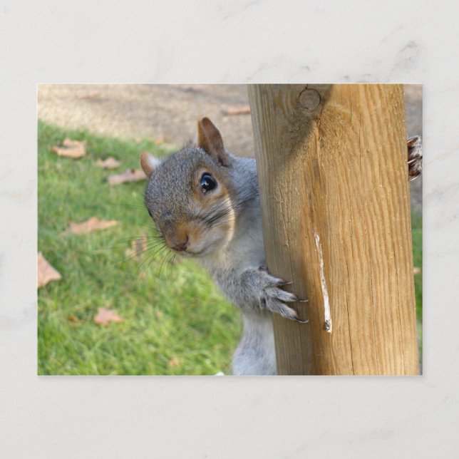 Flüchtige Blick-a-Boo! Postkarte (Vorderseite)