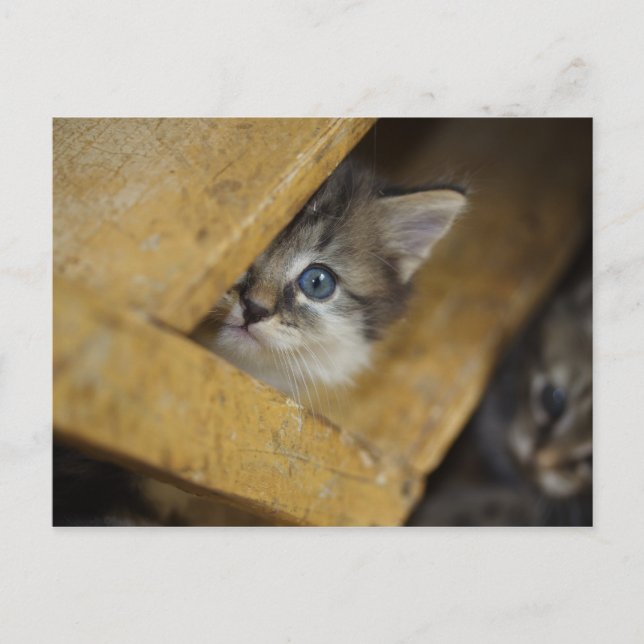 Flüchtige Blick-A-Boo Postkarte (Vorderseite)