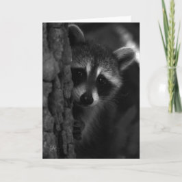Flüchtige Blick-a-Boo-Raccoon Karte