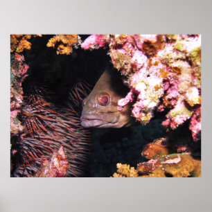 Flüchtige Blick eines Boo-Groupers Poster