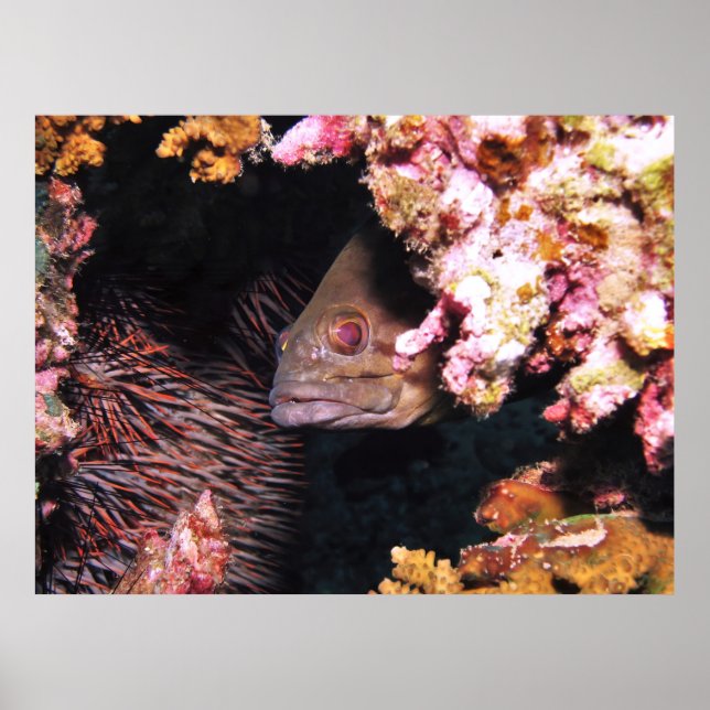 Flüchtige Blick eines Boo-Groupers Poster (Vorne)