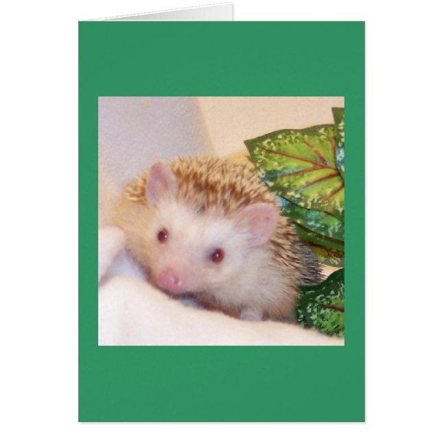 Flüchtige Blick eines Igels (Vorne)