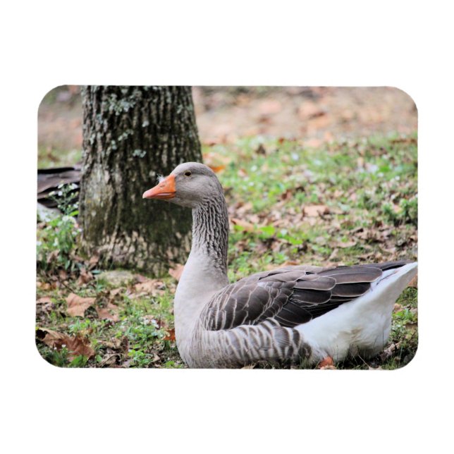 Fluff Magnet (Horizontal)