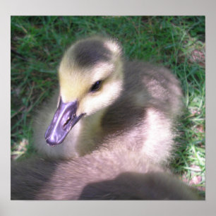 Fluff und Zeug Poster