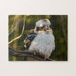 Fluffed up lacht kookaburra