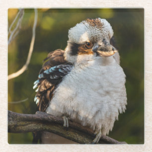 Fluffed up lacht kookaburra glasuntersetzer