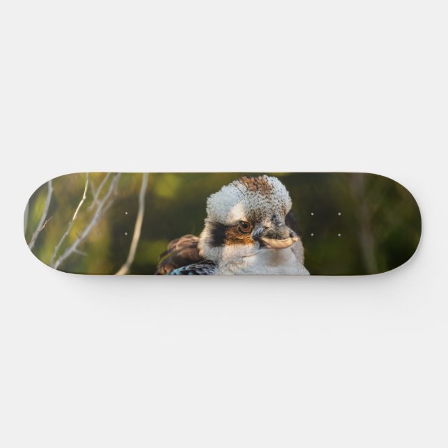 Fluffed up laughing kookaburra skateboard (Horizontal)