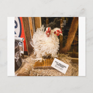 Fluffiges weißes Hühner-Taxidermie-Unikat-Display Postkarte