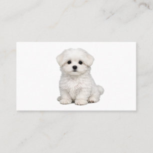 Fluffiges weißes Malteser-Welpenporträt Süßer Hund Visitenkarte