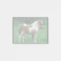 Fluffy Adorable Dartmoor Pony