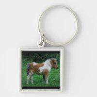 Fluffy Adorable Dartmoor Pony
