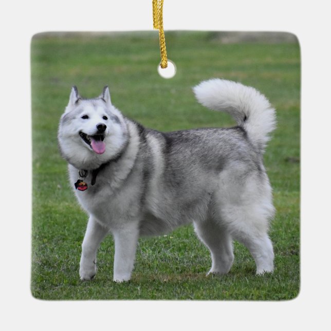 Fluffy Alaskan Malamute Dog Keramikornament (Vorderseite)