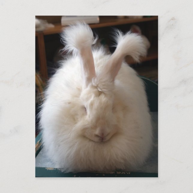Fluffy Angora Bunny Postkarte (Vorderseite)