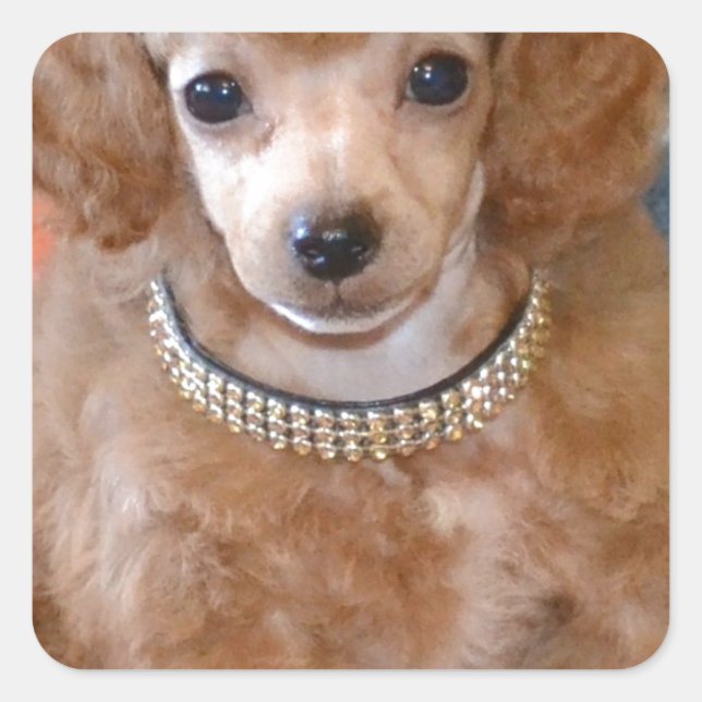 Fluffy Apricot Poodle Welpenhund Quadratischer Aufkleber (Vorderseite)
