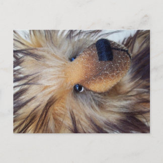 Fluffy Bear Postkarte