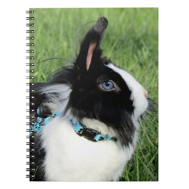 Fluffy Black and White Lionhead Bunny Rabbit Notizblock (Vorderseite)