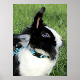 Fluffy Black and White Lionhead Bunny Rabbit Poster