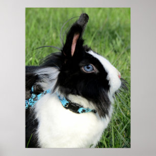 Fluffy Black and White Lionhead Bunny Rabbit Poster