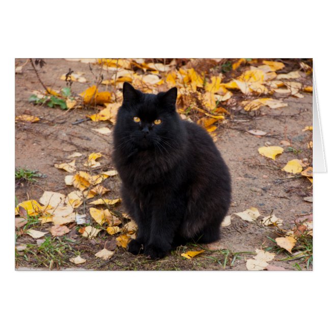 Fluffy Black Kitty et Feuilles d'automne (Devant horizontal)