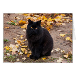 Fluffy Black Kitty und Autumn Leaves