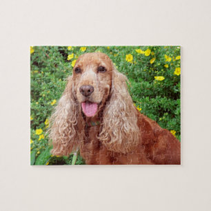 Fluffy Brown Dog