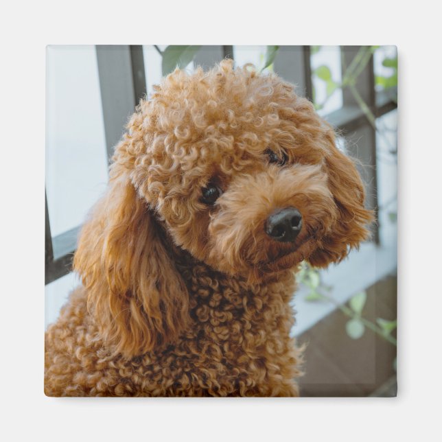 Fluffy Brown Poodle Puppy Dog Magnet (Vorne)