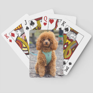 Fluffy Brown Poodle Puppy Dog Spielkarten