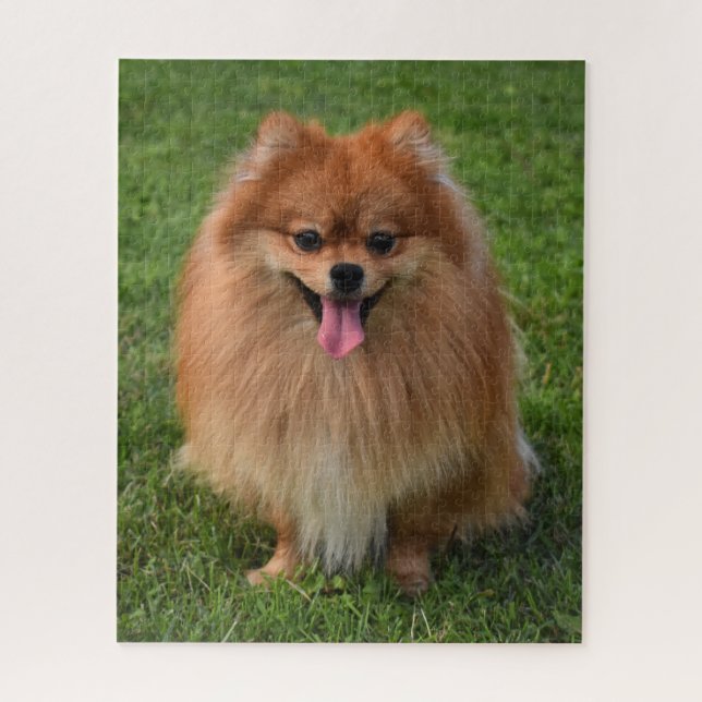 Fluffy Brown Spitz Puppy Dog (Vertikal)
