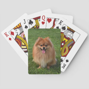 Fluffy Brown Spitz Puppy Dog Spielkarten