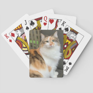 Fluffy Calico Kitty Cat Spielkarten
