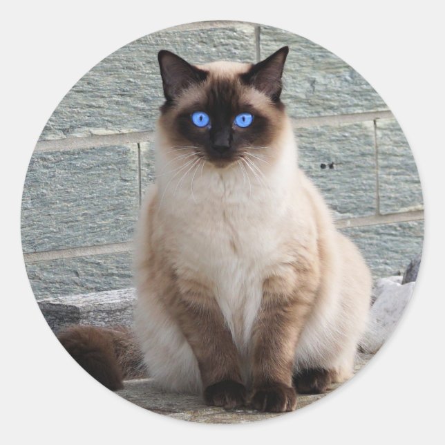 Fluffy Cat mit blauen Augen Runder Aufkleber (Vorderseite)