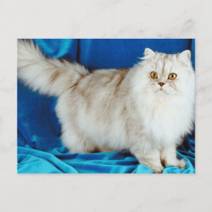 Fluffy Cat Postkarte