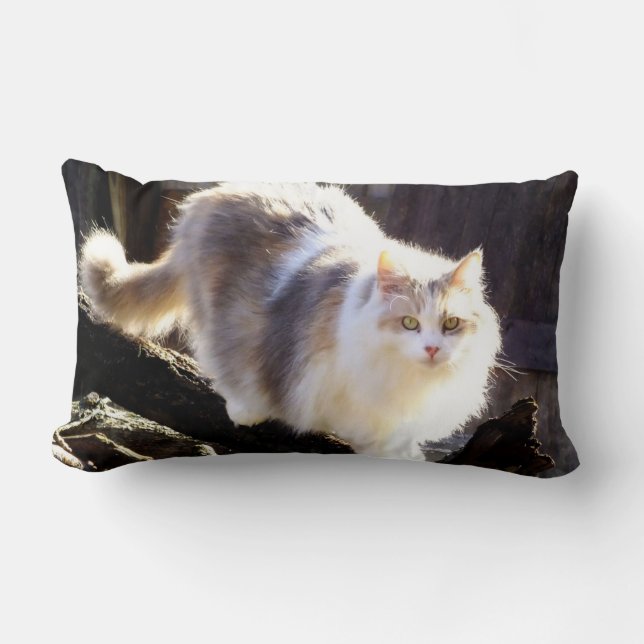 Fluffy Dilute Calico Maine Coon Cat Lendenkissen (Vorderseite)