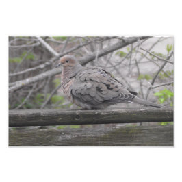 Fluffy Dove Nature Fotografy Fotodruck