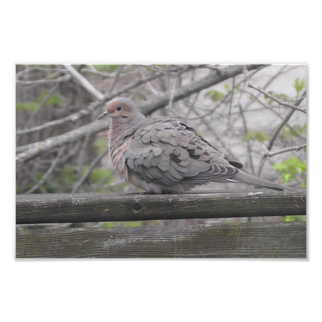 Fluffy Dove Nature Photographie (Devant)