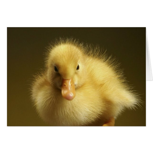 Fluffy Duckling (Vorderseite (Horizontal))