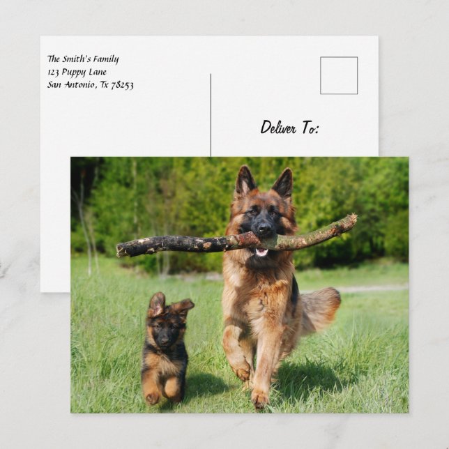 Fluffy German Shepherd Dog and Puppy Postkarte (Vorne/Hinten)