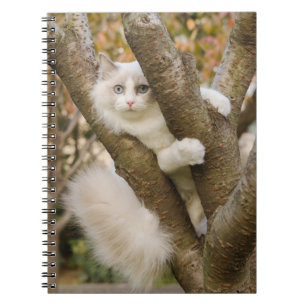 Fluffy Katze mit blauen Augen in einem Baum Notizblock