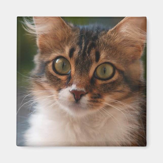 Fluffy Kitten mit Green Eyes Foto Magnet (Vorne)