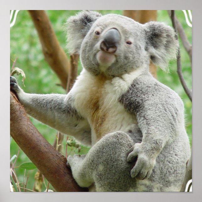 Fluffy Koala Poster (Vorne)