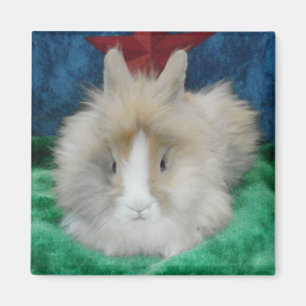 Fluffy Lionhead Bunny Rabbit Magnet