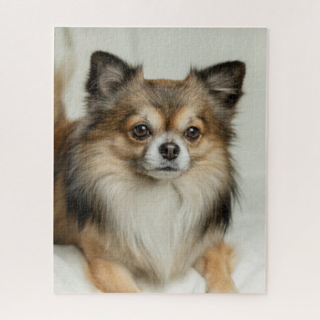 Fluffy Long Haired Chihuahua Puppy Dog (Vertikal)
