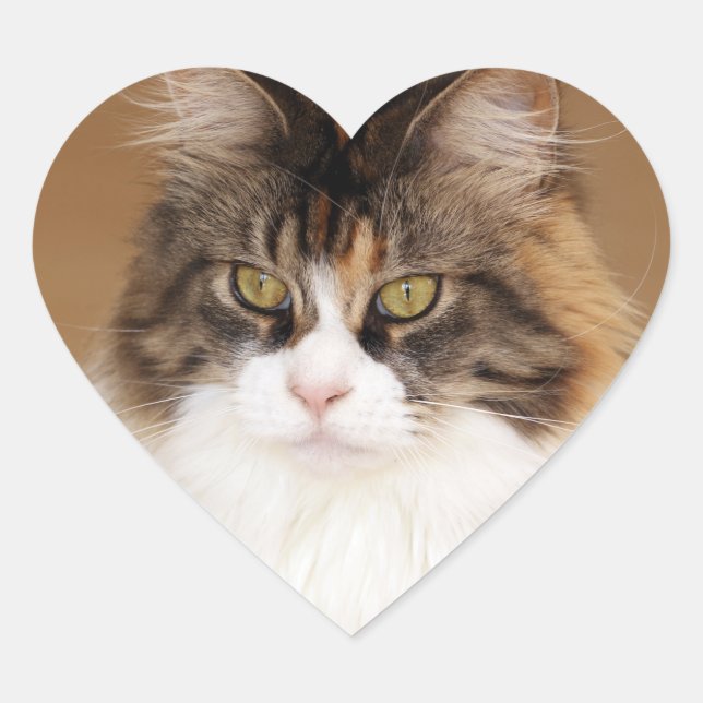 Fluffy Maine Coon Cat Herz-Aufkleber (Vorderseite)
