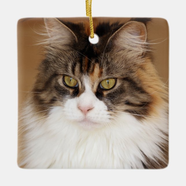 Fluffy Maine Coon Cat Keramikornament (Vorderseite)