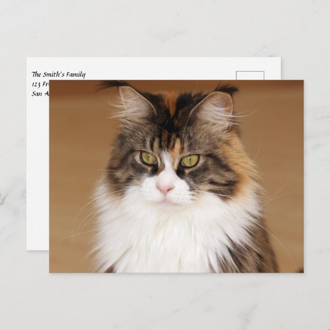 Fluffy Maine Coon Cat Postkarte (Vorne/Hinten)