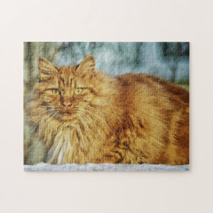 Fluffy Orange Tabby Maine Coon