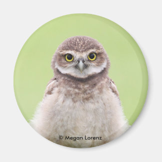 Fluffy Owlet Magnet